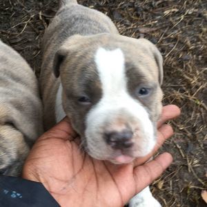 Meet your Posher, Davian